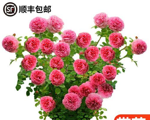 4月份阳台种植哪些花卉最容易成活？
