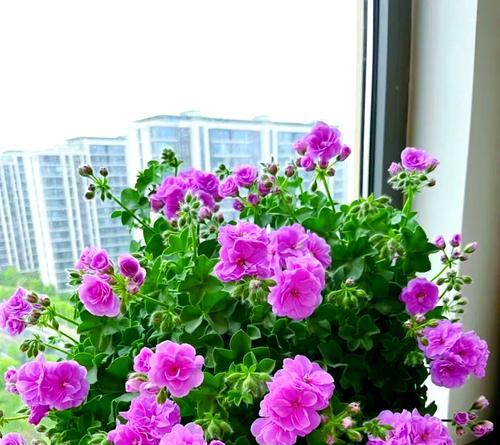 4月份阳台种植哪些花卉最容易成活？