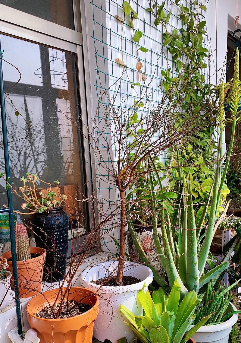 哪些花卉适合在阳台种植且显得高级？