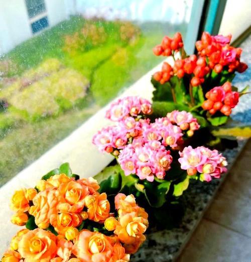 哪些花卉适合在阳台种植且显得高级？