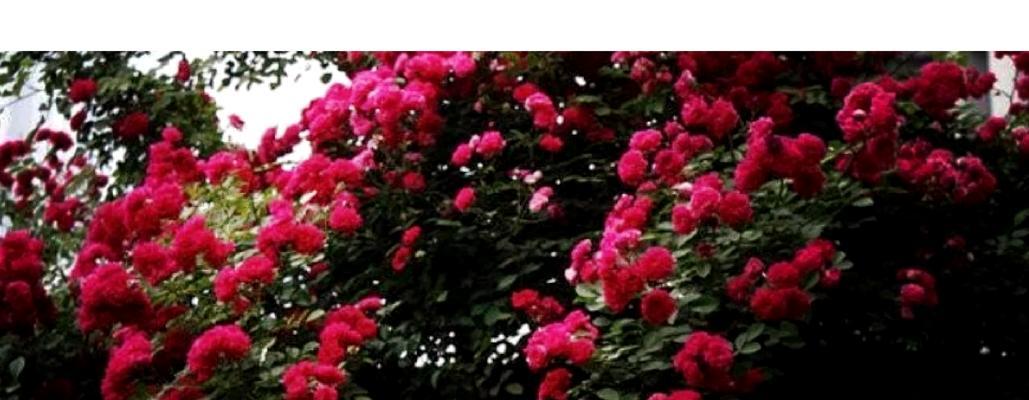 红木香灌木月季的养殖方法是什么？