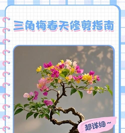 三角梅枝条繁多时修剪技巧有哪些？