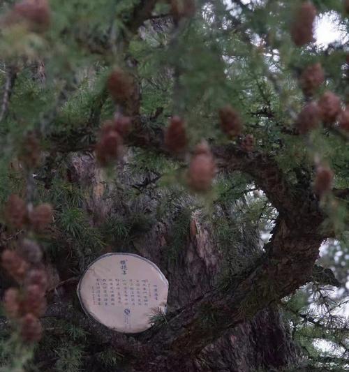 一叶竹叶子发黄的解决措施有哪些？