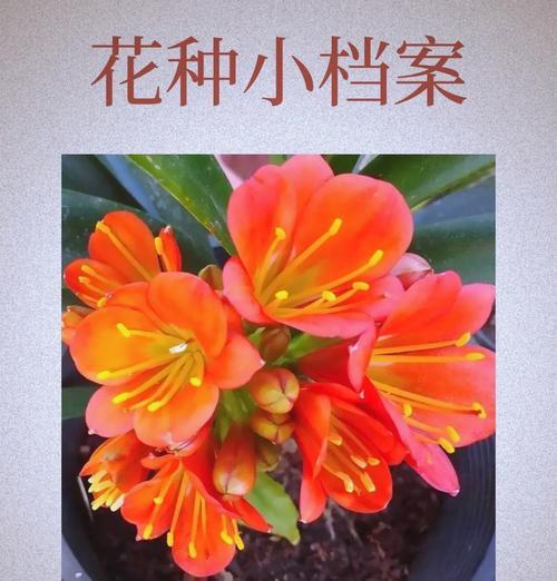 上海地区君子兰的别称是什么？