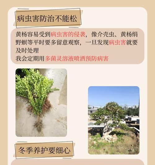 黄杨叶子冬季发黄的解决办法是什么？