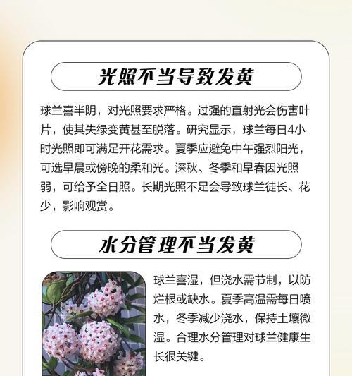 水罗兰叶子发黄的原因是什么？如何解决水罗兰叶子发黄问题？