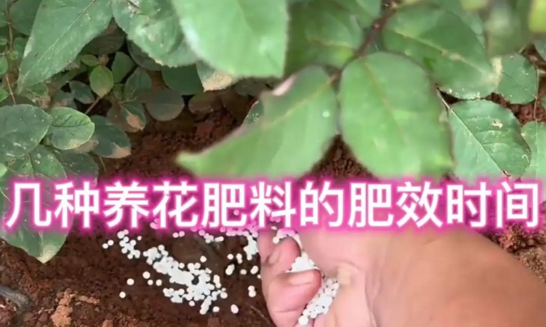 自制土养花肥料的简易方法是什么？
