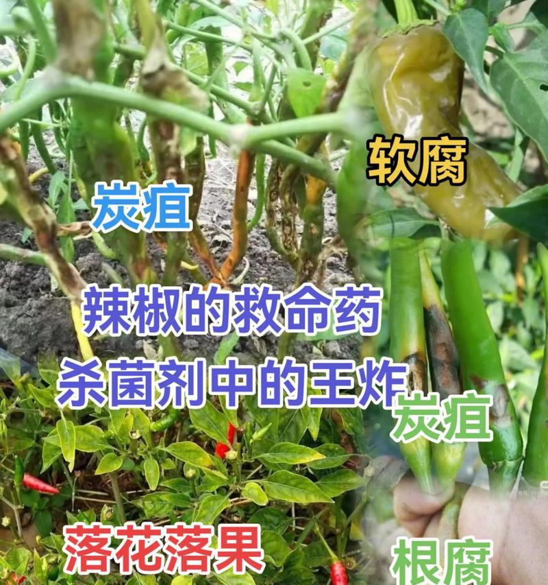 辣椒苗叶子发黄掉落的解决方法是什么？