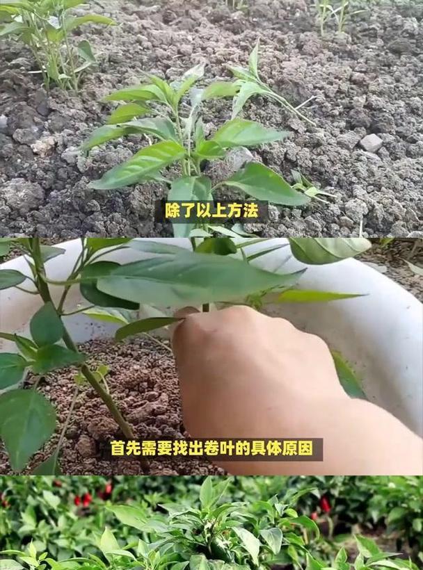 辣椒苗叶子发黄掉落的解决方法是什么？