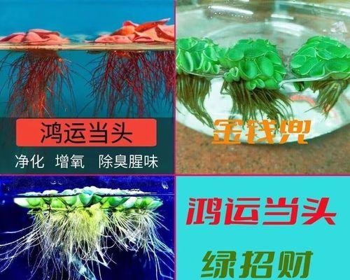 适合乌龟的水生植物有哪些？