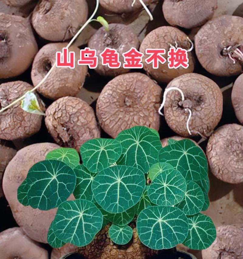 适合乌龟的水生植物有哪些？