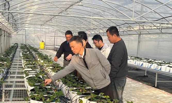 梨树轻简高效栽培技术包括哪些？