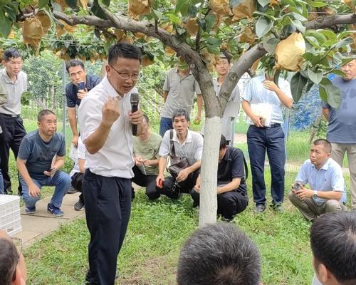 梨树轻简高效栽培技术包括哪些？