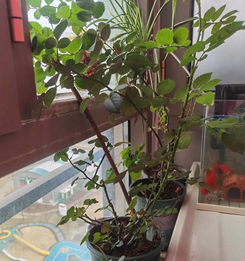 家的阳台摆放什么花好？如何选择适合的植物？