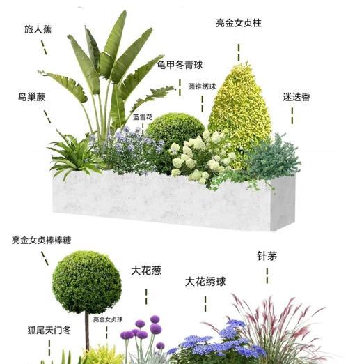 家的阳台摆放什么花好？如何选择适合的植物？