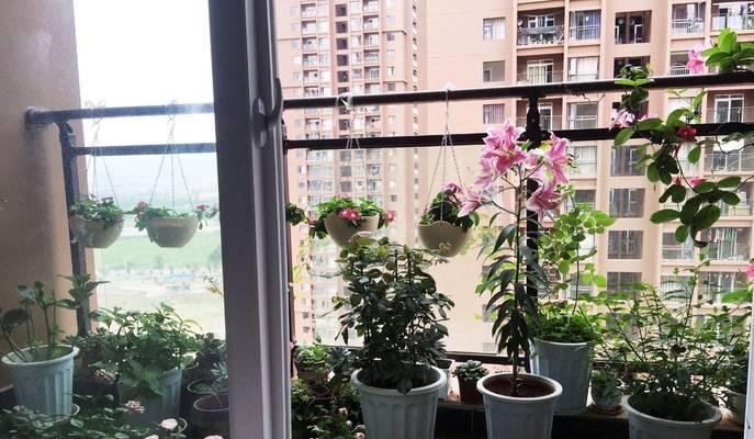 家的阳台摆放什么花好？如何选择适合的植物？