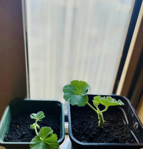 天竺葵摆放的最佳位置和方式是什么？
