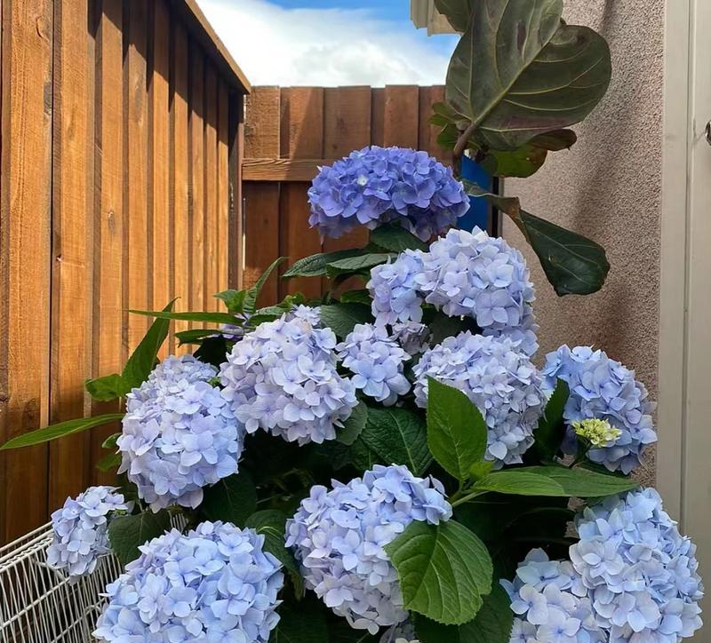 阳台平台上适合种植哪些花卉？