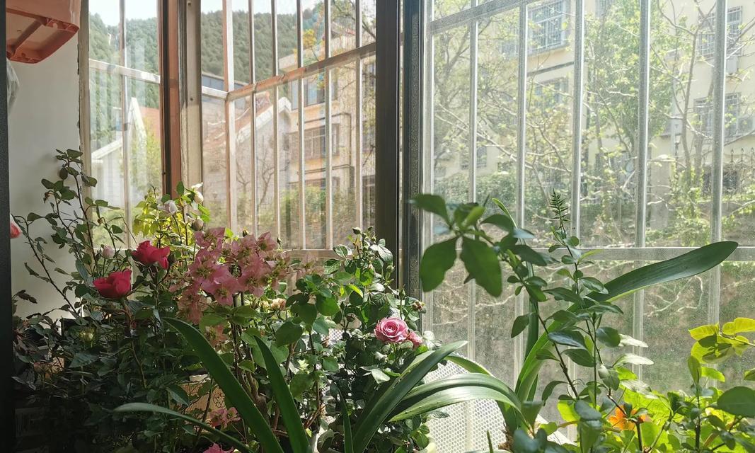 阳台平台上适合种植哪些花卉？