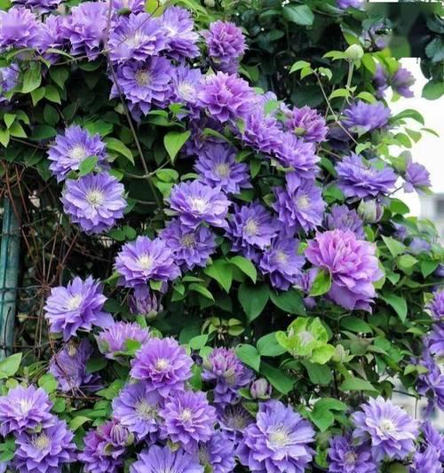 阳台平台上适合种植哪些花卉？