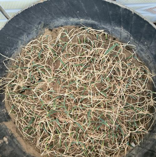 干葱的最佳播种时间是什么时候？