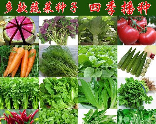 干葱的最佳播种时间是什么时候？