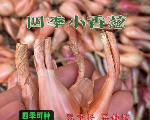 干葱的最佳播种时间是什么时候？