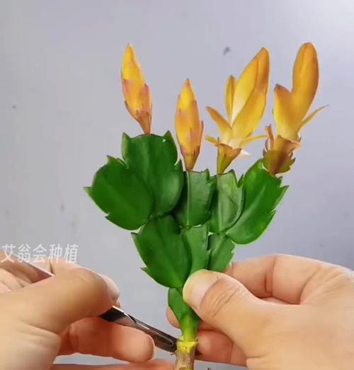 养花种植有哪些实用技巧？