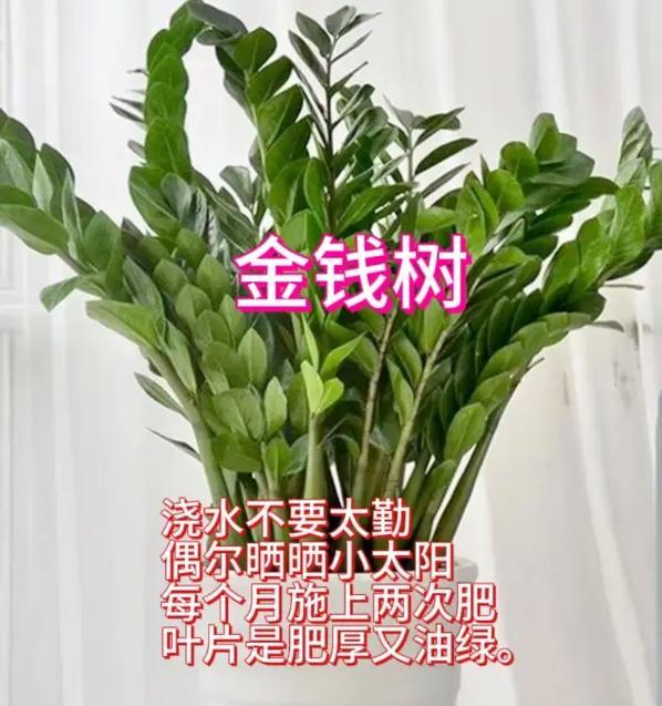 养花种植有哪些实用技巧？