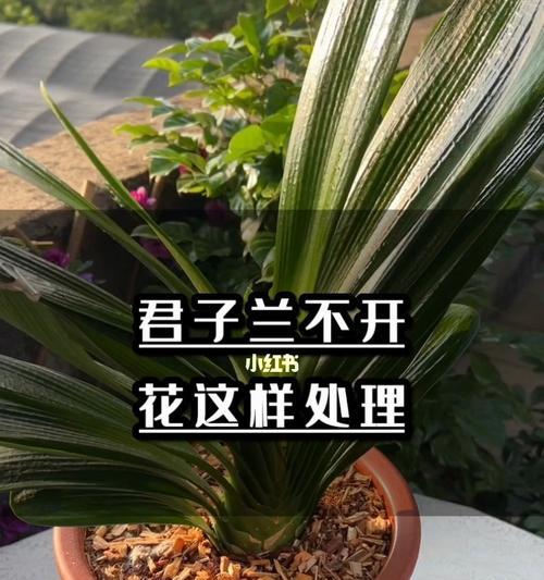 君子兰造型工具使用方法是什么？如何正确使用？