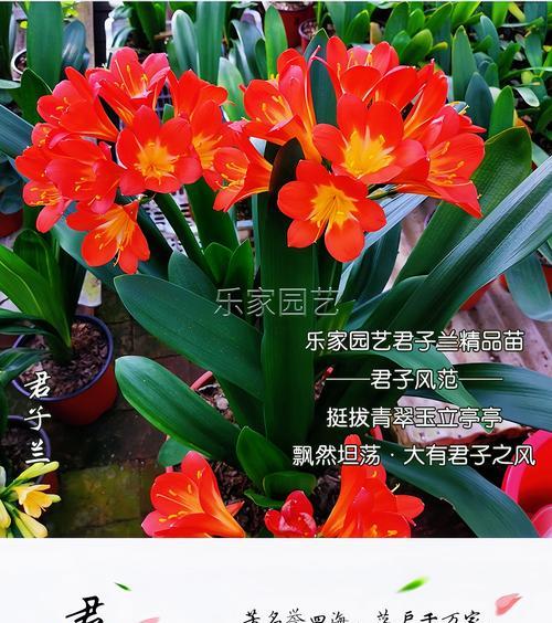 君子兰造型工具使用方法是什么？如何正确使用？