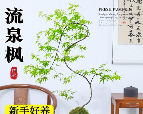 原生枫叶盆景的养护技巧有哪些？