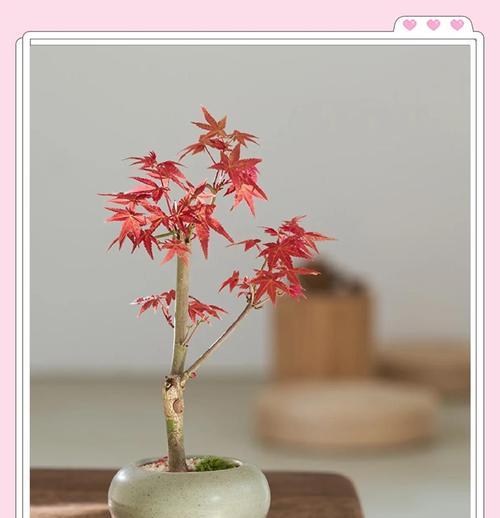 原生枫叶盆景的养护技巧有哪些？