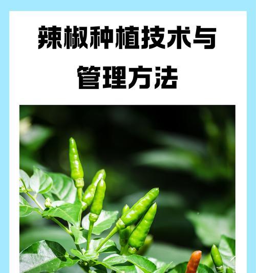 辣椒浇水的原则和方法是什么？正确浇水技巧！