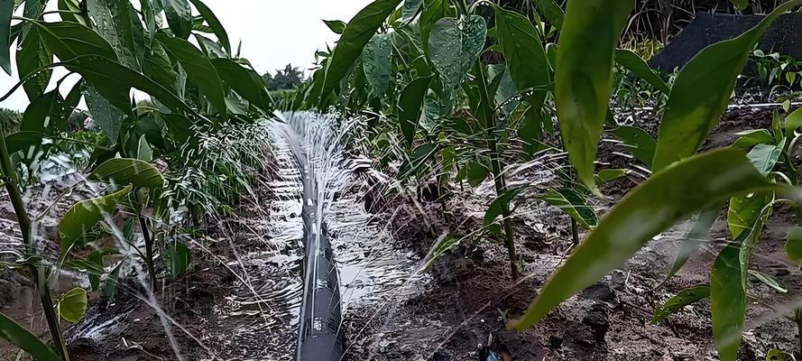 辣椒浇水的原则和方法是什么？正确浇水技巧！