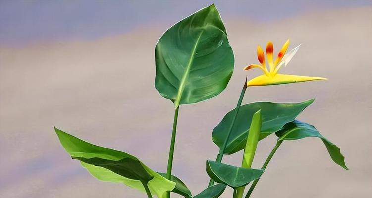 放轻松叶子发黄变干的处理方法是什么？