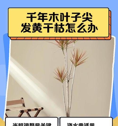树苗移动叶子发黄怎么办？如何进行有效的处理？