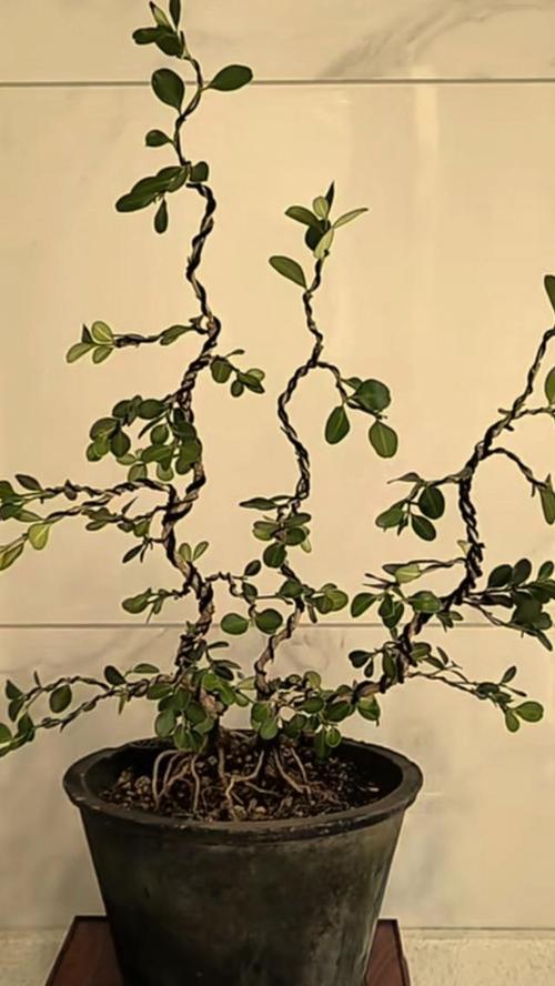 盆景幼苗的造型技巧有哪些？如何培养出理想的形态？