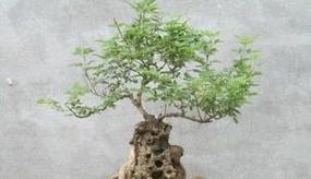盆景幼苗的造型技巧有哪些？如何培养出理想的形态？