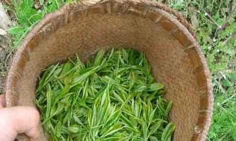 毛尖植物叶子发黄的可能原因是什么？