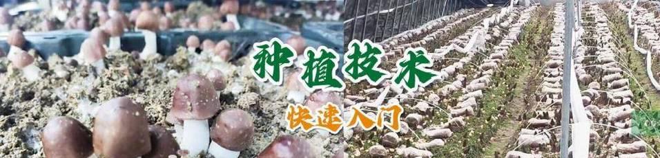 养菌种植有哪些栽培技术？如何正确进行养菌种植？