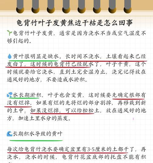 龟背竹叶子发黄干的原因及解决方法是什么？