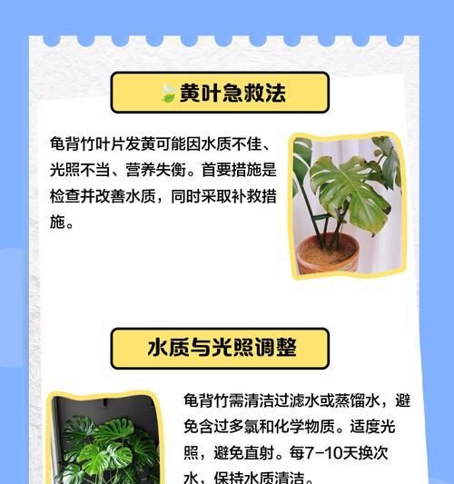 龟背竹叶子发黄干的原因及解决方法是什么？