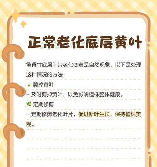 龟背竹叶子发黄干的原因及解决方法是什么？