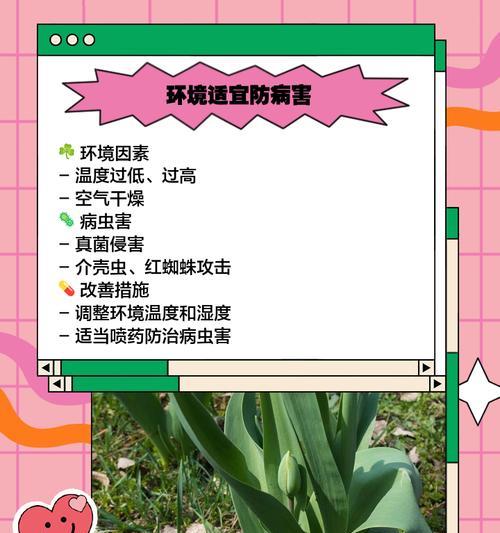 百合花水浇多了叶子发黄怎么补救？百合花养护技巧有哪些？