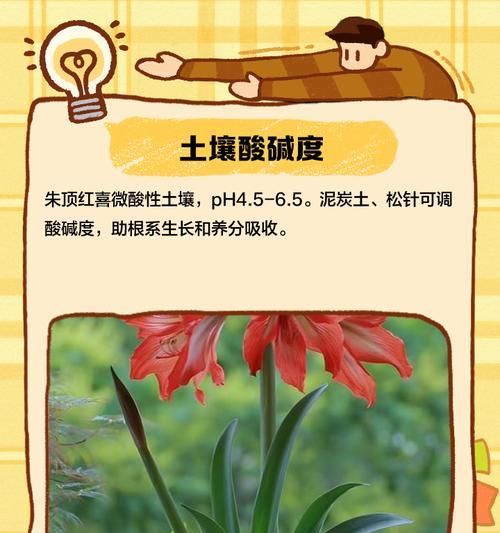 朱顶红栽培土壤？哪种土最适合？