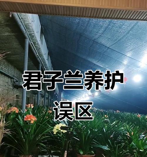 君子兰突然不开花的原因及解决办法是什么？