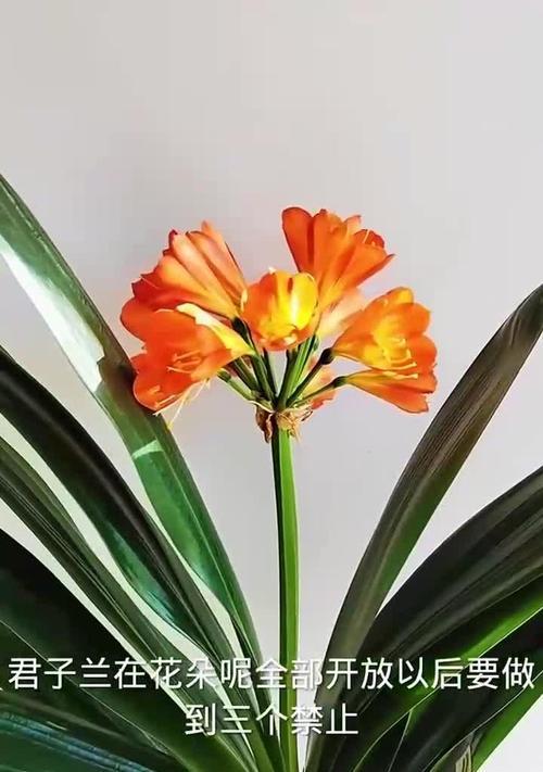 君子兰突然不开花的原因及解决办法是什么？