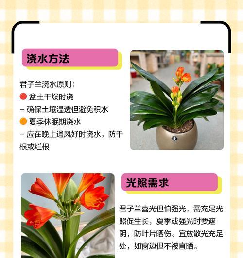 小苗君子兰快速生根的技巧有哪些？