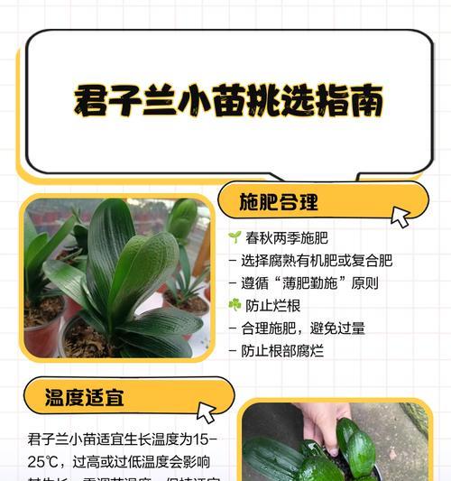 小苗君子兰快速生根的技巧有哪些？